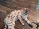 Mellow - Bengal Kitten For Sale - Modesto&comma; CA&comma; US