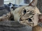Marie - Bengal Kitten For Sale - Modesto&comma; CA&comma; US
