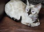 Pearl snow lynx bengal available - Bengal Cat For Sale - Saint Augustine&comma; FL&comma; US