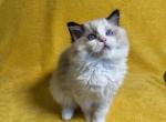 Rocco CFA Certified Ragdoll Seal Bicolor - Ragdoll Kitten For Sale - Berwyn&comma; PA&comma; US