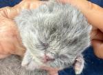 Exotic blue cream female - Exotic Kitten For Sale - Palm Coast&comma; FL&comma; US