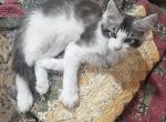 Maine coon male kitten - Maine Coon Kitten For Sale - Chickamauga&comma; GA&comma; US