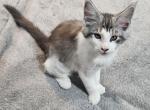 Maine coon female kitten - Maine Coon Kitten For Sale - 