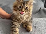 You choose - Maine Coon Kitten For Sale - West Springfield&comma; MA&comma; US