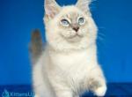 Dimas - Siberian Kitten For Sale - Pembroke Pines&comma; FL&comma; US