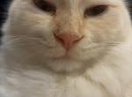 Najm STUD SERVICE - Ragdoll Kitten For Sale - Phila&comma; PA&comma; US