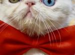 Odd Eye Rare Exotic Persian Kitten - Exotic Kitten For Sale - Gibsonton&comma; FL&comma; US