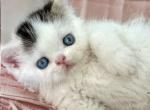 Blue Eyed Exotic Persian Picasso - Exotic Kitten For Sale - Gibsonton&comma; FL&comma; US