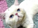 Dominant Blue Eye Proven King Nikolai - Exotic Cat For Sale/Service - Gibsonton&comma; FL&comma; US