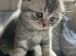 Smokey - Scottish Fold Kitten For Sale - 