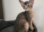 Timoha - Abyssinian Kitten For Sale - 