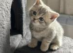 Stella - Scottish Straight Kitten For Sale - 