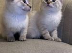 Siamese ragdoll mix - Siamese Kitten For Sale - Dearborn Heights&comma; MI&comma; US