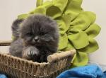 Blue Dream - Scottish Fold Kitten For Sale - 