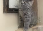 Blue BSH siblings - British Shorthair Kitten For Sale - Fort Wayne&comma; IN&comma; US