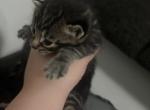 Kittens - Domestic Kitten For Sale - City Of Wilkes Barre&comma; PA&comma; US