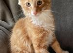 Tigger - Norwegian Forest Kitten For Sale - 