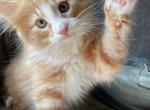 Cheeto - Norwegian Forest Kitten For Sale - 