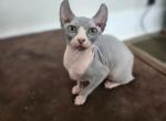 Mantis - Sphynx Kitten For Sale - Vineland&comma; NJ&comma; US