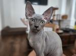 Atlas - Sphynx Kitten For Sale - Vineland&comma; NJ&comma; US