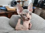 Hopper - Sphynx Kitten For Sale - Vineland&comma; NJ&comma; US