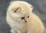 Honey - Scottish Fold Kitten For Sale - 