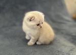 Honey - Scottish Fold Kitten For Sale - 