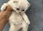 Honey - Scottish Fold Kitten For Sale - 