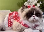 EMMO - Minuet Cat For Sale/Retired Breeding - 