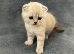 Honey - Scottish Fold Kitten For Sale - Spartanburg&comma; SC&comma; US