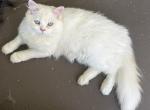 Timmy - Ragdoll Kitten For Sale - Naples&comma; FL&comma; US