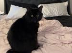 Sammy - Domestic Cat For Adoption - Salem&comma; OH&comma; US