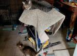 Savannah purebred f5 female - Savannah Cat For Sale - Cleveland&comma; OH&comma; US
