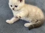 Teddy - Scottish Straight Kitten For Sale - 