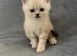 Teddy - Scottish Straight Kitten For Sale - Spartanburg&comma; SC&comma; US