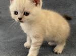 Teddy - Scottish Straight Kitten For Sale - Spartanburg&comma; SC&comma; US