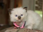 Mando and Zia - Ragdoll Kitten For Sale - La Porte&comma; IN&comma; US