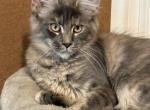 Elsa discount is available - Maine Coon Kitten For Sale - Wilmington&comma; DE&comma; US