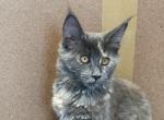 Lily European Maine coon - Maine Coon Kitten For Sale/Service - Wilmington&comma; DE&comma; US