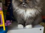 Draco - Persian Cat For Adoption - Ashburn&comma; VA&comma; US