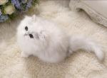Wynter - Domestic Kitten For Sale - Golden&comma; CO&comma; US