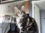 Theo - Maine Coon Kitten For Sale - Sioux Falls&comma; SD&comma; US