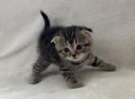 Lily - Scottish Fold Kitten For Sale - SC&comma; US