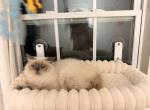 Zander - Himalayan Kitten For Sale - Tallahassee&comma; FL&comma; US