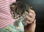 Litter of 5 - Domestic Kitten For Sale - Springtown&comma; TX&comma; US