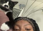 Phantom - American Shorthair Cat For Adoption - CA&comma; US