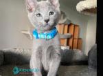Deyla - Russian Blue Kitten For Sale - Pembroke Pines&comma; FL&comma; US