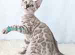 Ava - Bengal Kitten For Sale - Pembroke Pines&comma; FL&comma; US