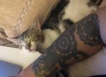 Sapphire - American Shorthair Cat For Sale - CA&comma; US