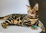 Romeo&lowbar; - Bengal Kitten For Sale - Pembroke Pines&comma; FL&comma; US